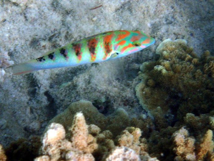 Thalassoma hardwicke