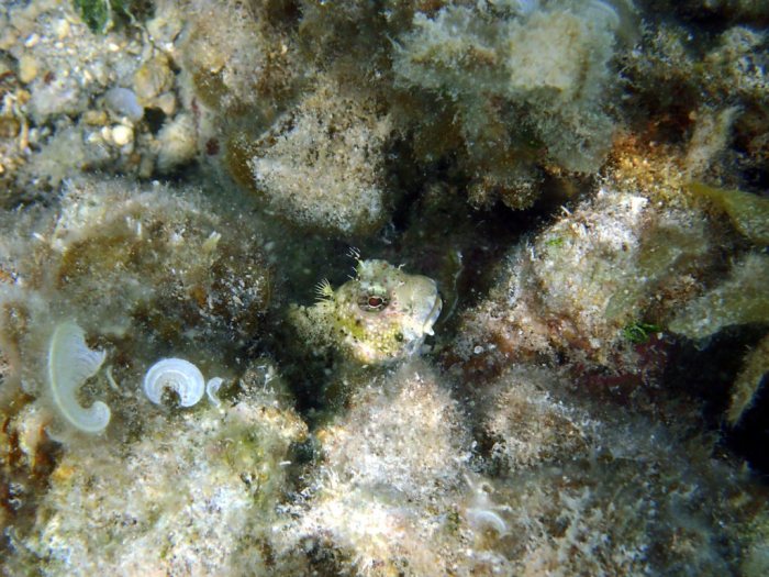 Crossosalarias macrospilus