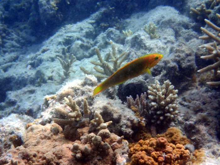 Thalassoma lutescens