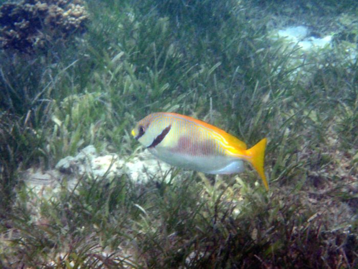 Siganus doliatus