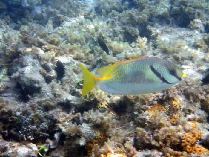 Siganus doliatus