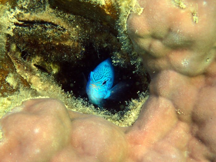 Pomacentrus pavo