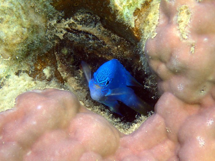 Pomacentrus pavo
