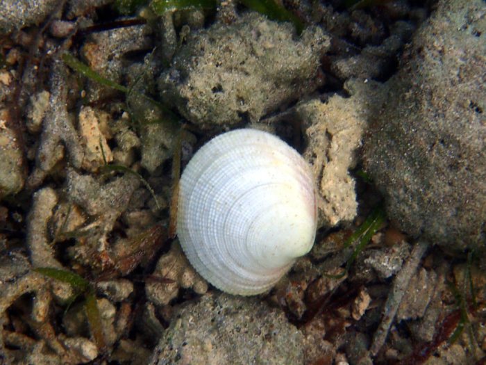 Bivalve