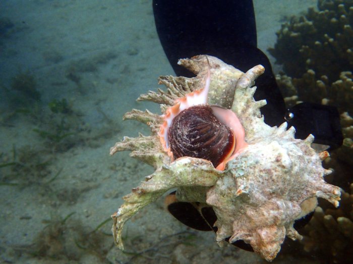 Mollusques