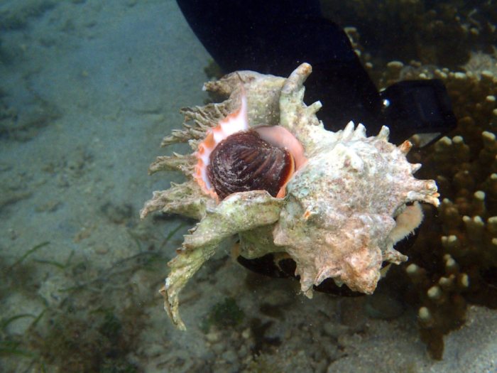 Mollusques