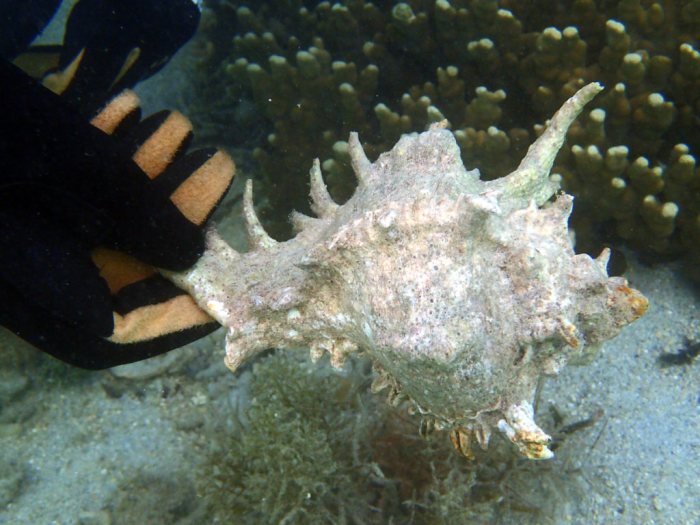 Mollusques