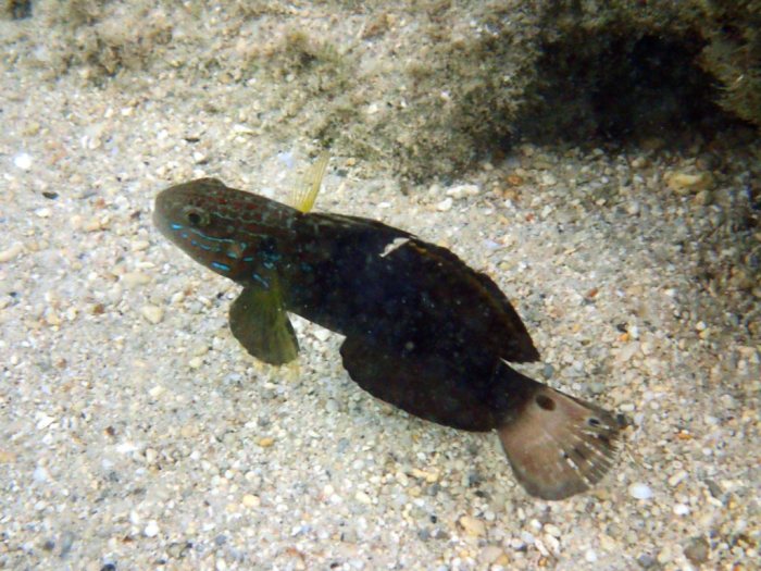 Amblygobius phalaena