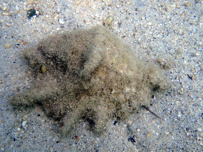 Mollusques