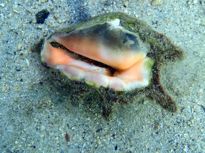 Mollusques