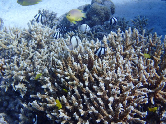 Dascyllus reticulatus