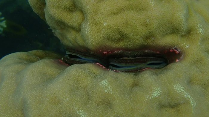 Pedum spondyloideum