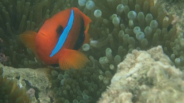 Amphiprion melanopus
