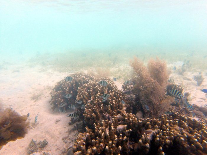 Abudefduf sexfasciatus