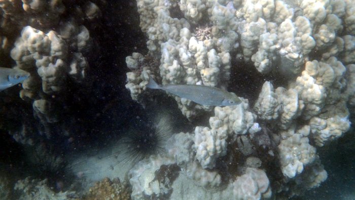 Siganus woodlandi