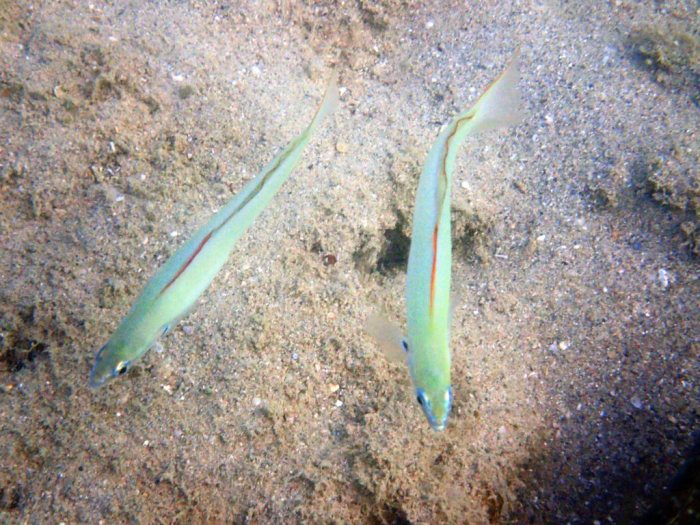 Ptereleotris microlepis