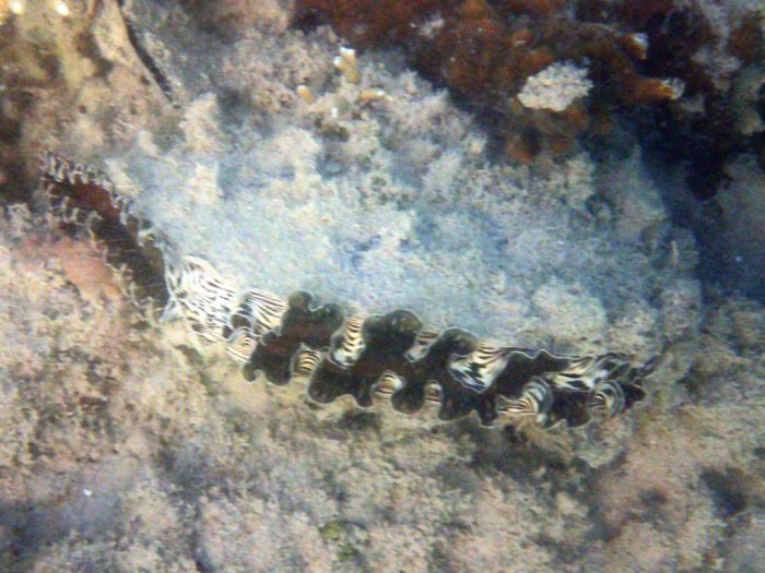 Athrina vexillum