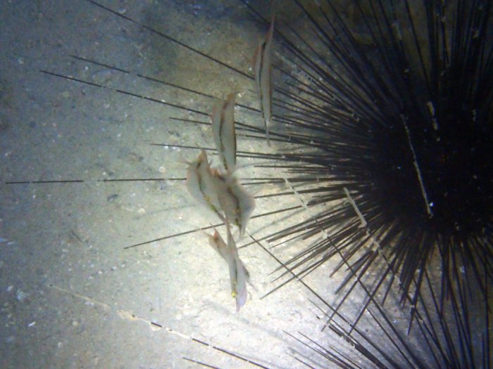 Aeoliscus strigatus
