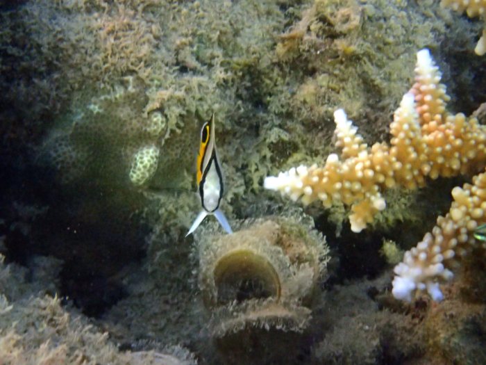 Chaetodon vagabundus