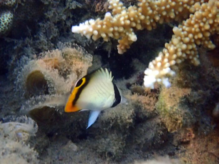 Chaetodon vagabundus