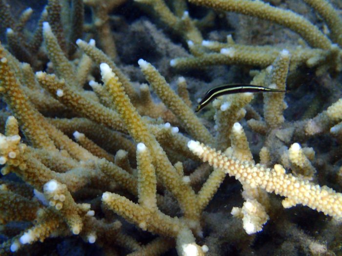Diademichthys lineatus