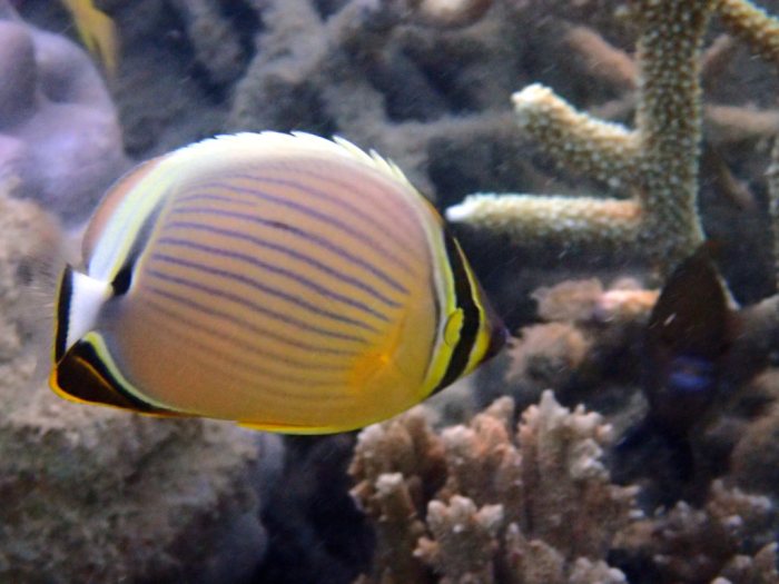 Chaetodon lunulatus