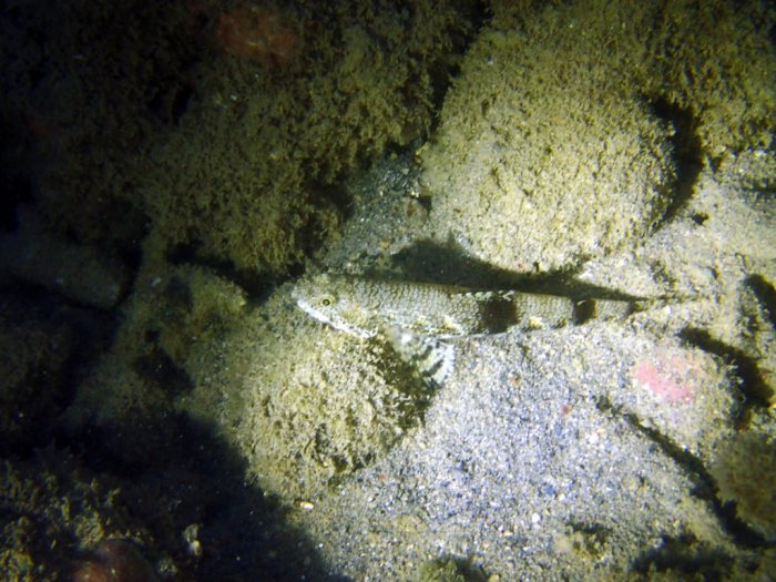 Saurida gracilis