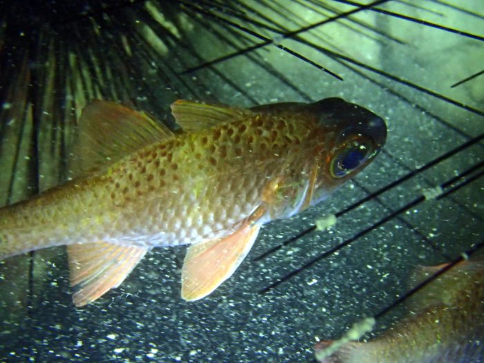 Ostorhinchus norfolcensis