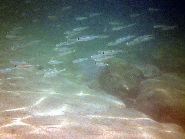 Poissons osseux