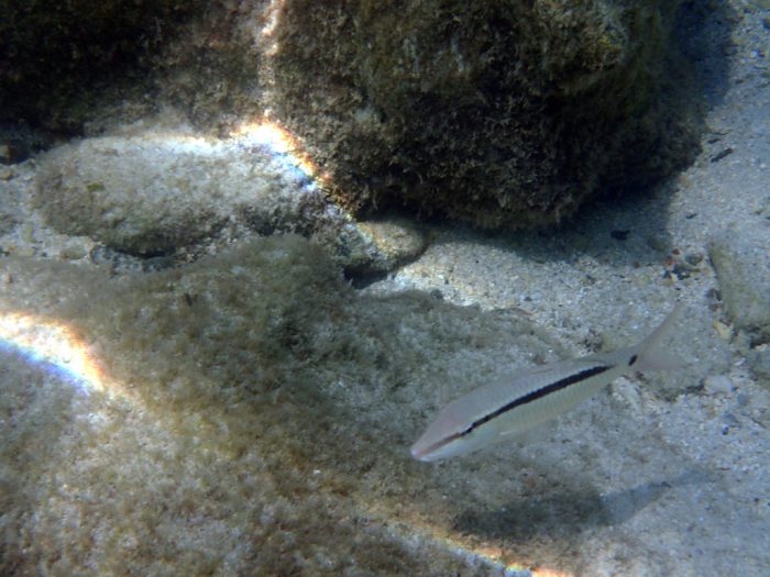 Parupeneus barberinus
