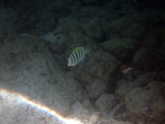 Acanthurus triostegus