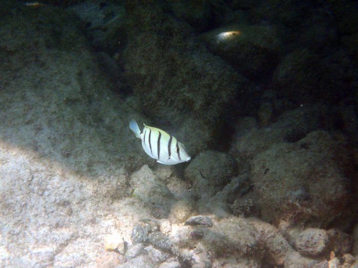 Acanthurus triostegus