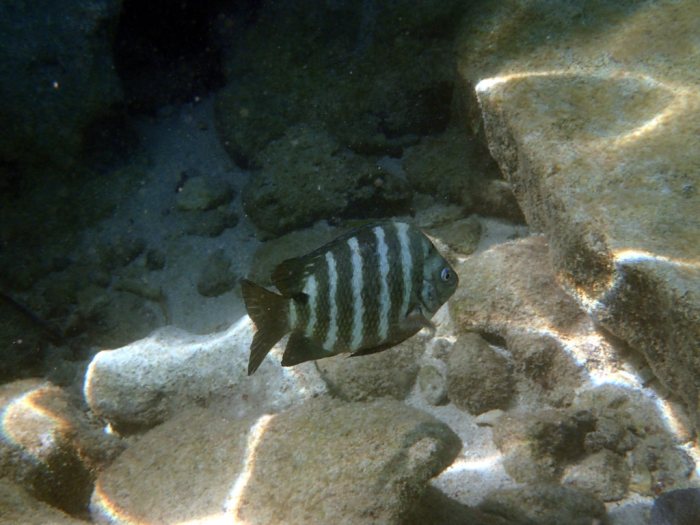 Abudefduf sordidus