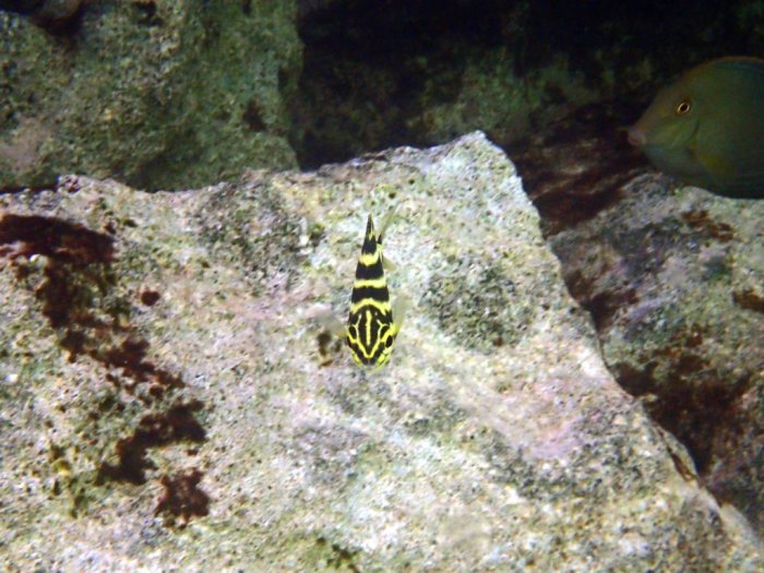Microcanthus strigatus