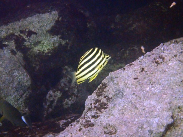 Microcanthus strigatus