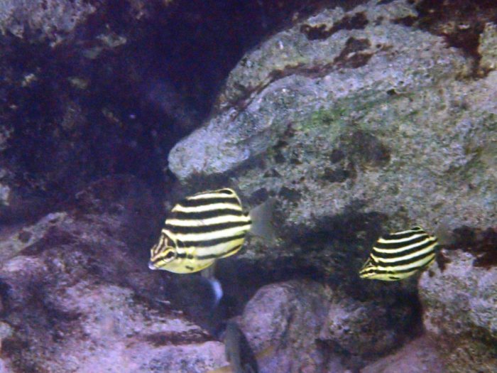 Microcanthus strigatus