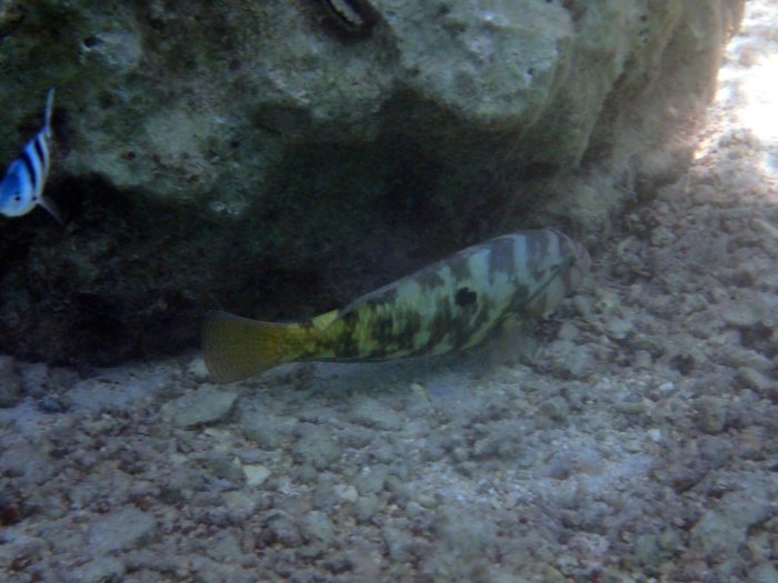 Choerodon graphicus
