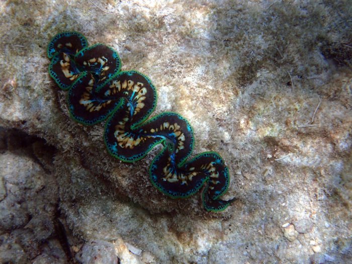 Bénitier