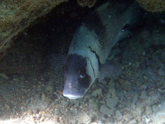 Plectorhinchus gibbosus