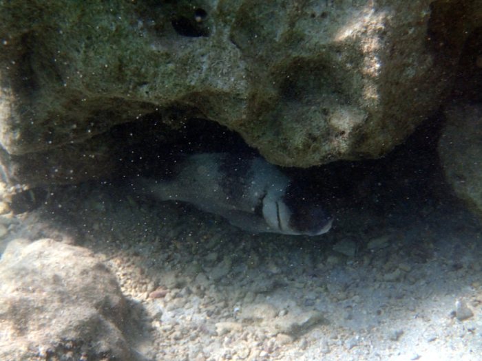 Plectorhinchus gibbosus