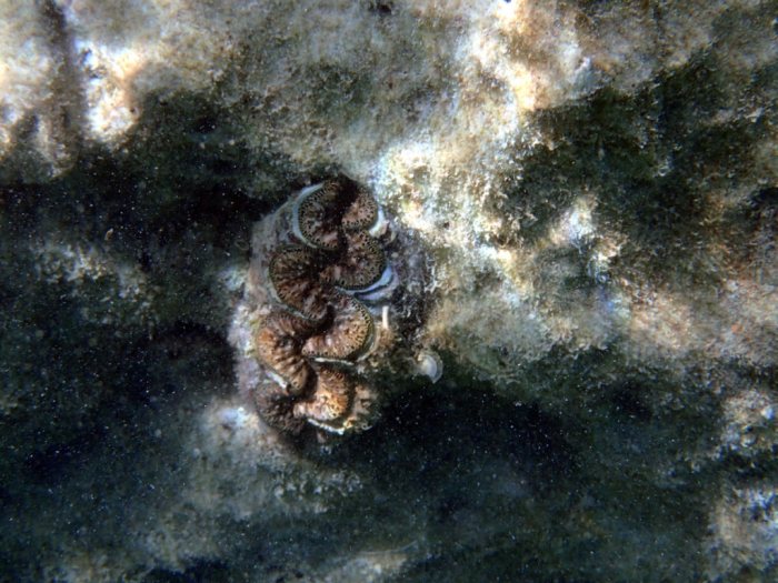 Bénitier