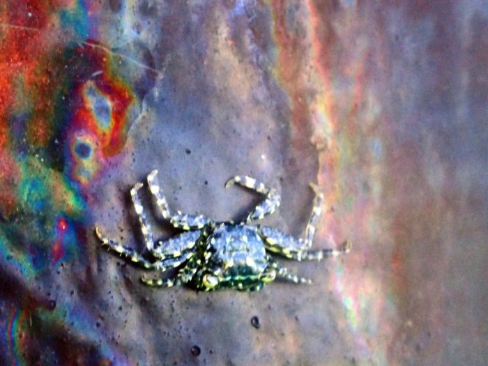 Crabe