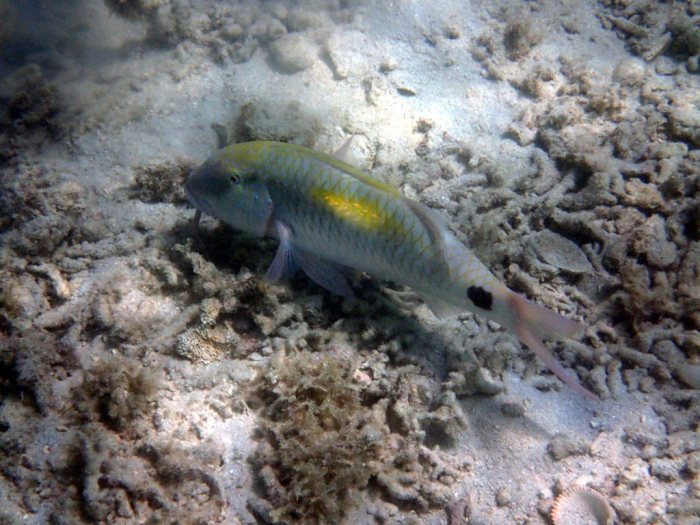 Parupeneus indicus