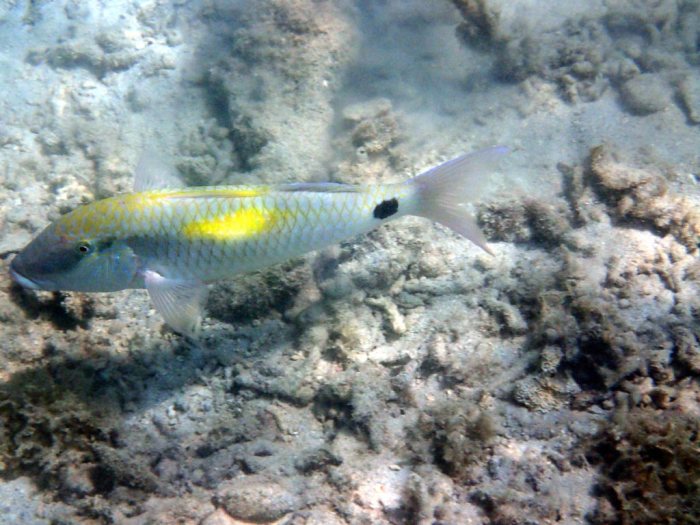 Parupeneus indicus