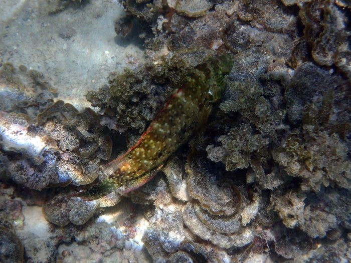 Cheilinus chlorourus