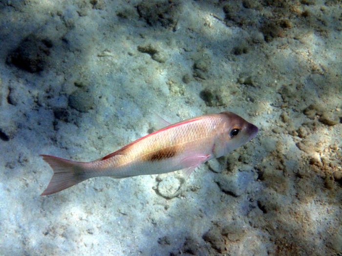 Lethrinus harak