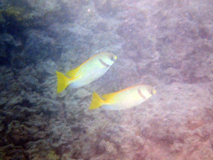Siganus doliatus