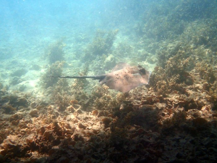 Neotrygon kuhlii