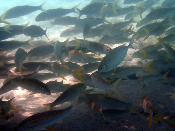 Mulloidichthys flavolineatus