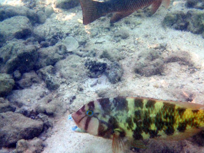 Choerodon graphicus